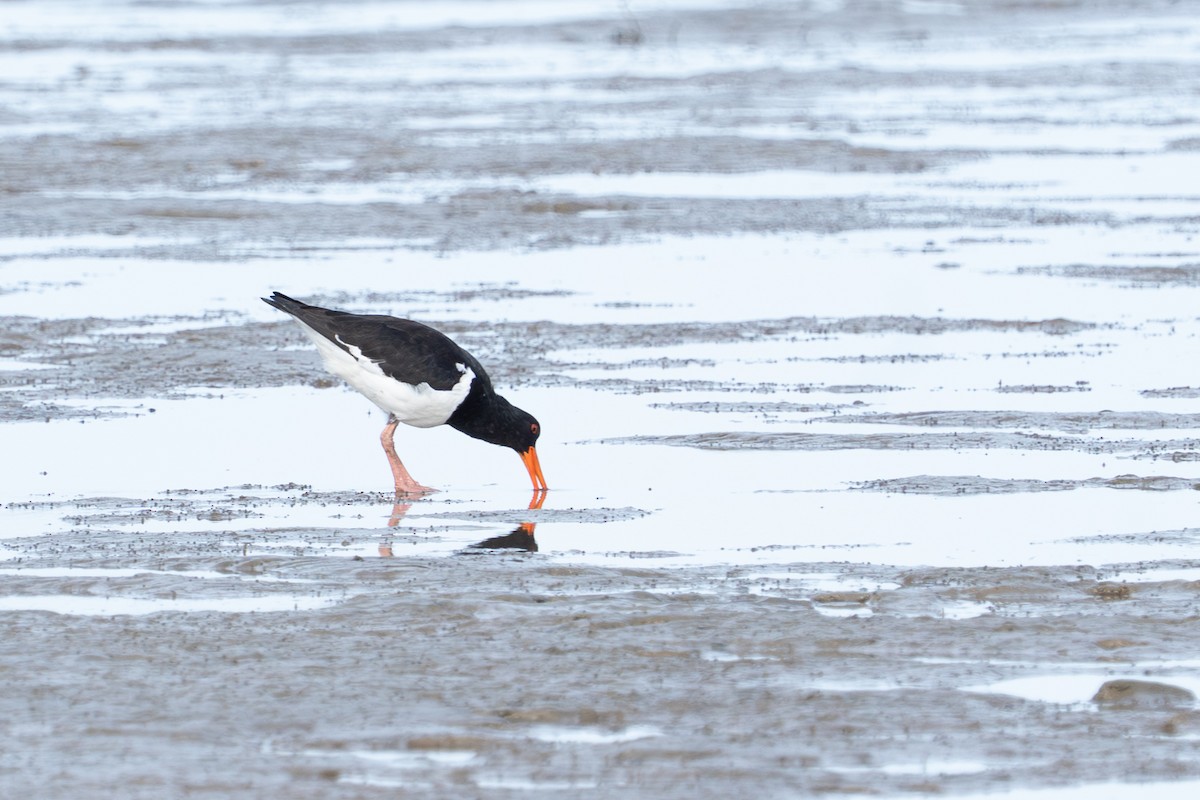 ústřičník dlouhozobý - ML650287370