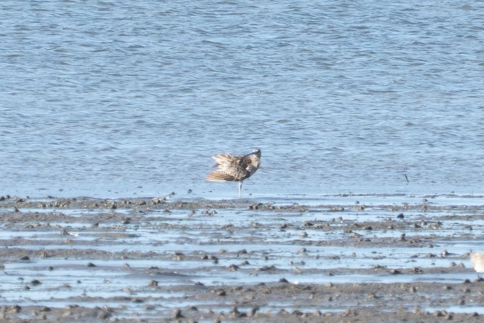 koliha východní - ML650287391