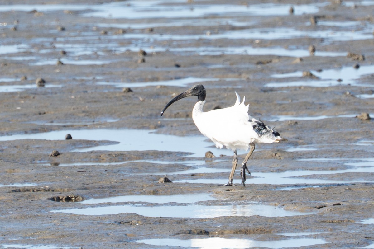 ibis australský - ML650287395