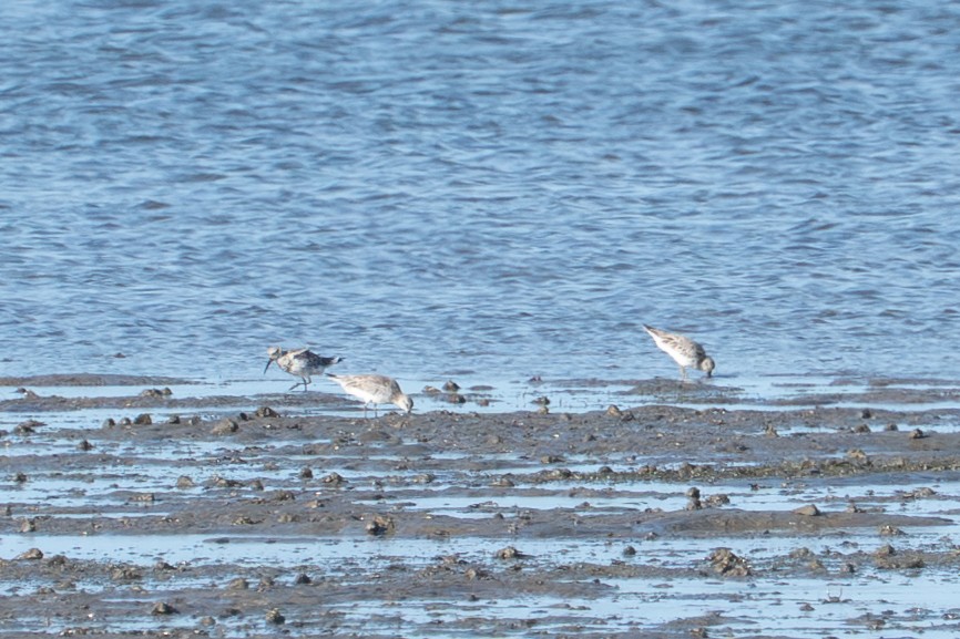 jespák velký - ML650287408