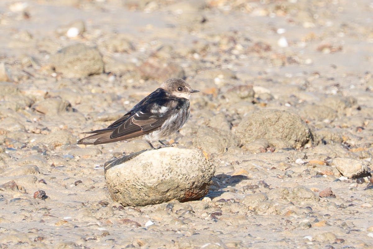 vlaštovka šedobřichá - ML650287424