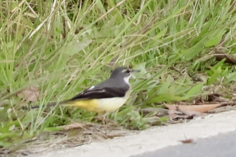 Gray Wagtail - ML650287429