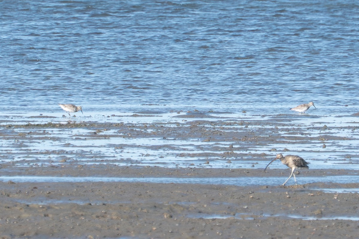 jespák velký - ML650287460