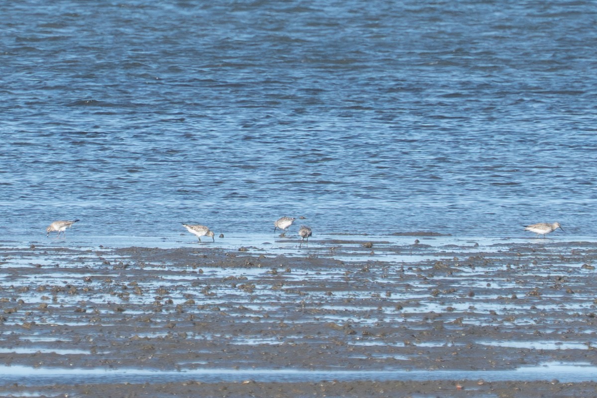 jespák velký - ML650287464