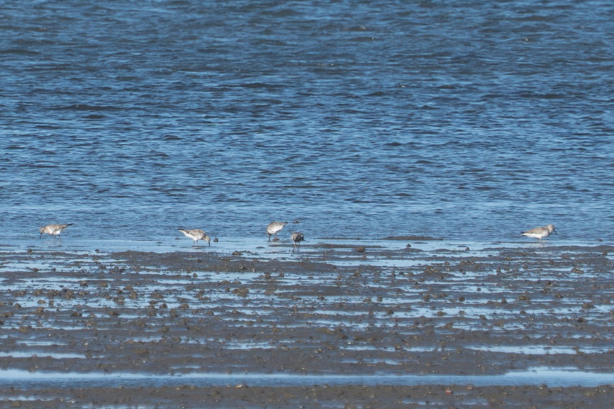 jespák velký - ML650287472