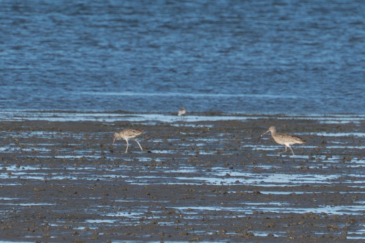 koliha východní - ML650287481