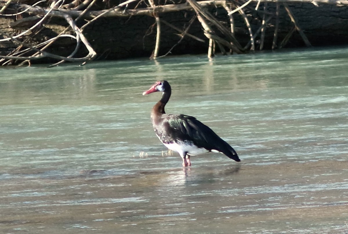 Spur-winged Goose - ML650287654