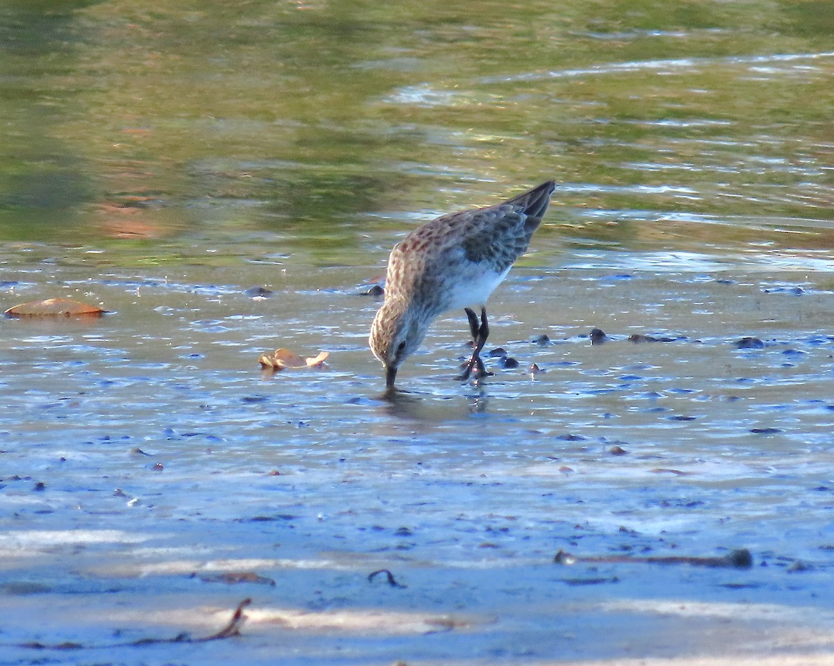 beringsnipe - ML650287672