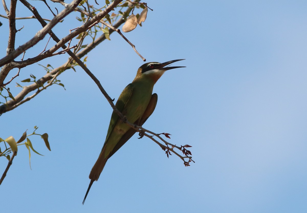 Olive Bee-eater - ML650287692