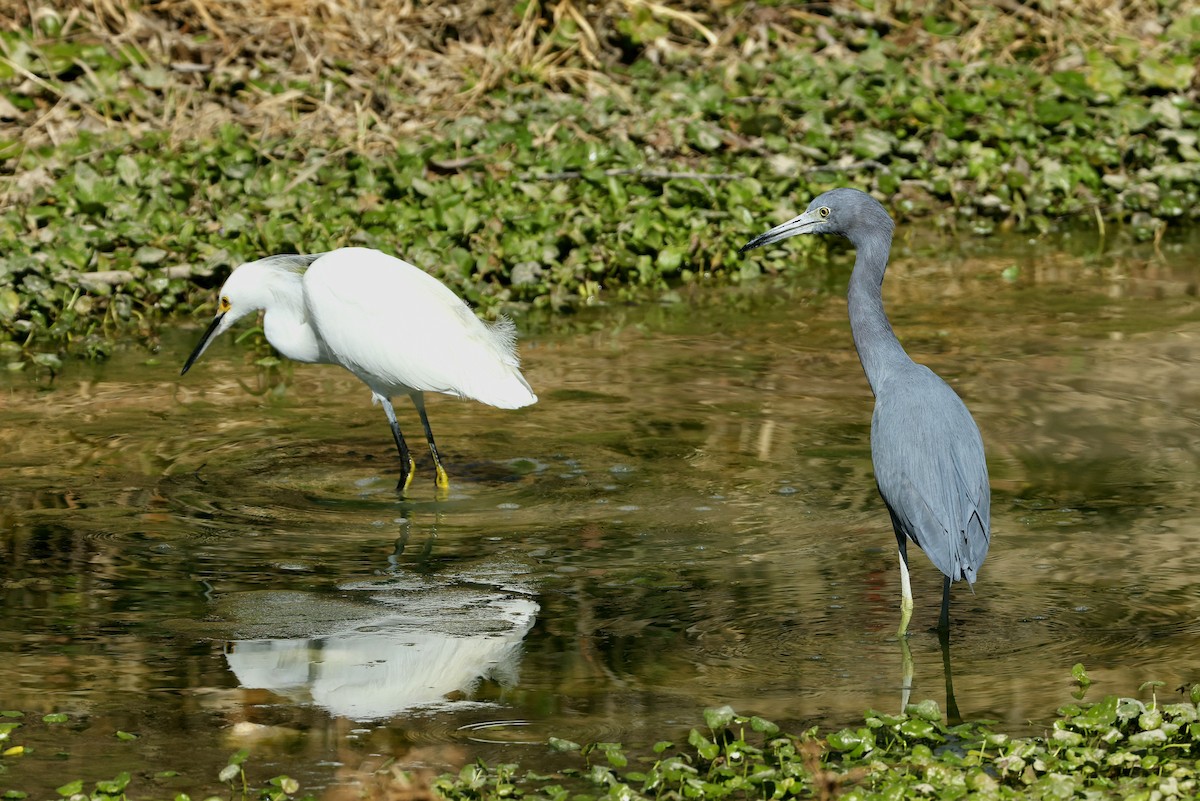 Mavi Balıkçıl - ML650287804