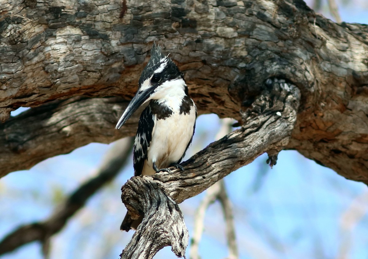 Pied Kingfisher - ML650287810