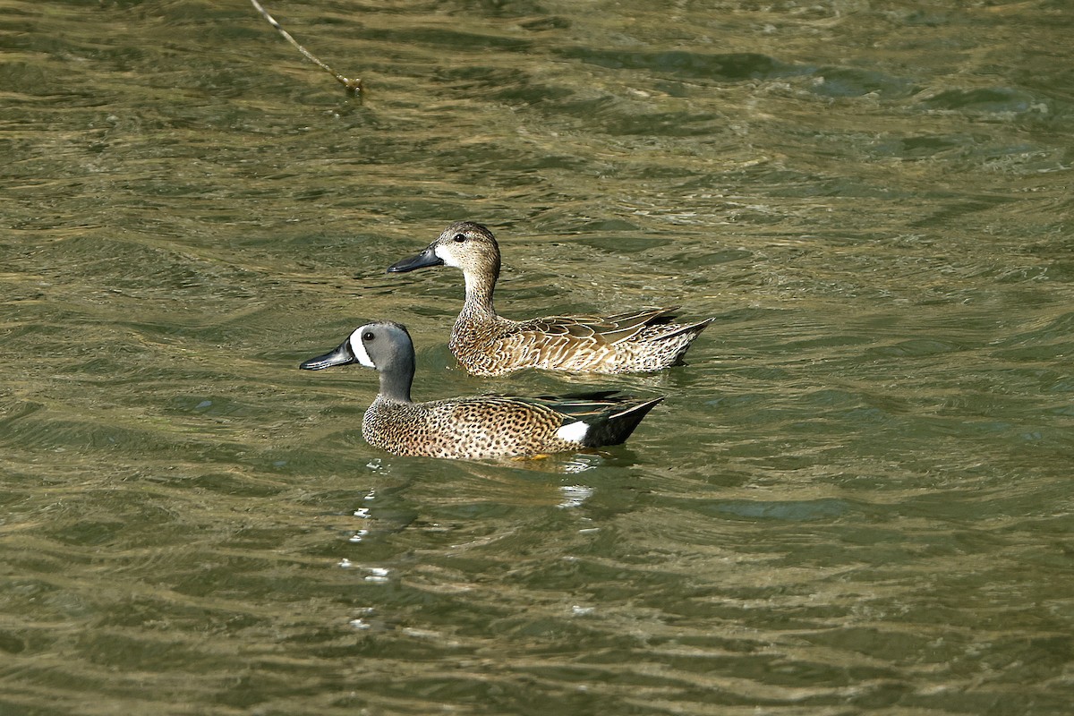 Mavi Kanatlı Ördek - ML650287970