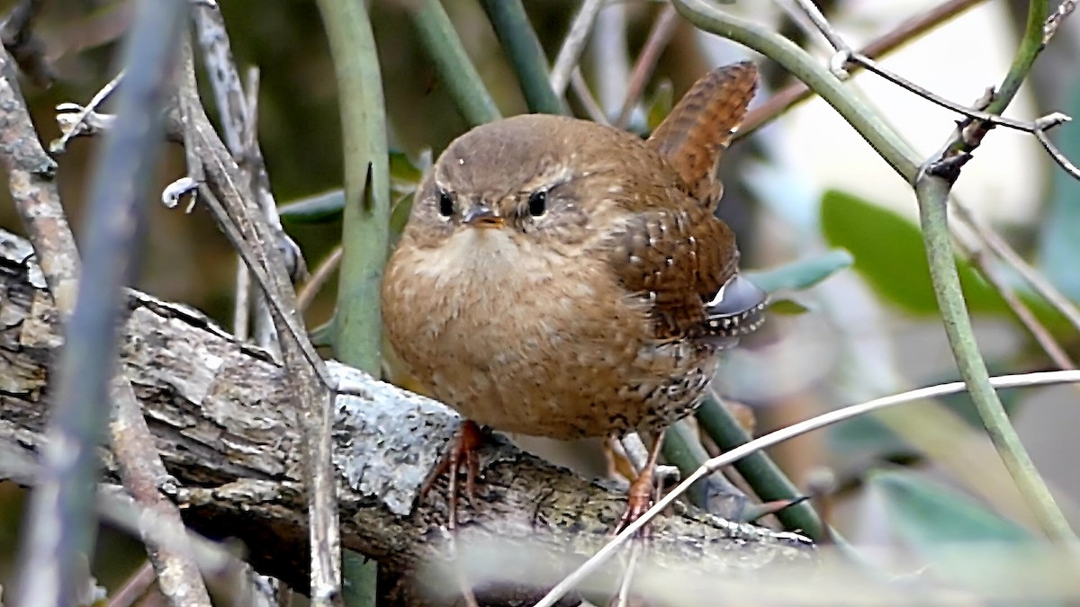 střízlík kanadský - ML650287977