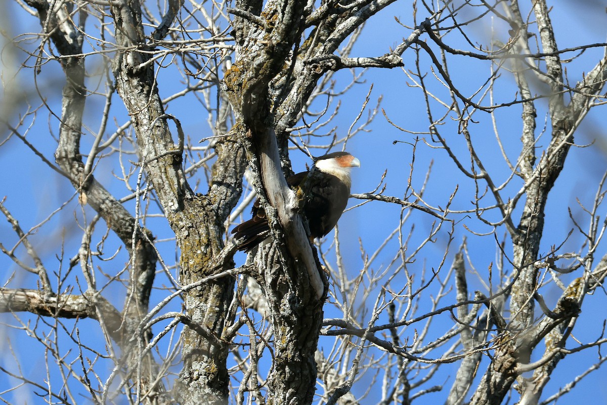 Crested Caracara (Northern) - ML650288189