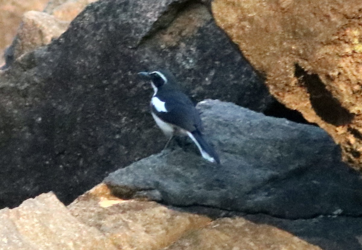 Angola Cave-Chat - ML650288506