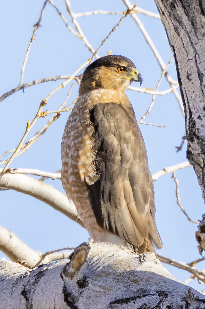 ML650288683 - Cooper's Hawk - Macaulay Library