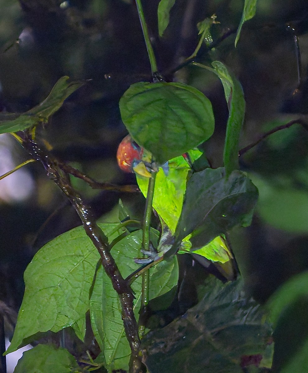 Red-fronted Parrotlet - ML650288751