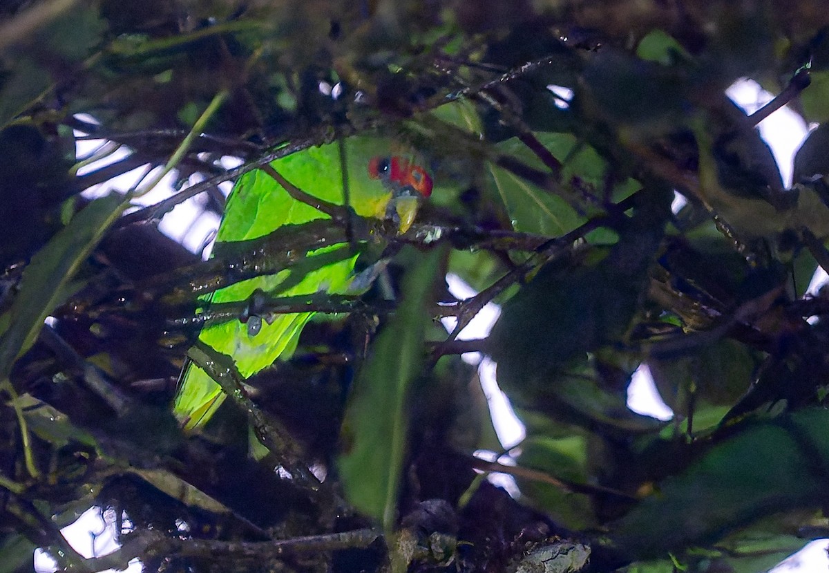 Red-fronted Parrotlet - ML650288752