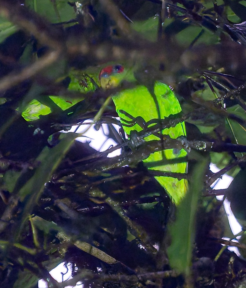 Red-fronted Parrotlet - ML650288753