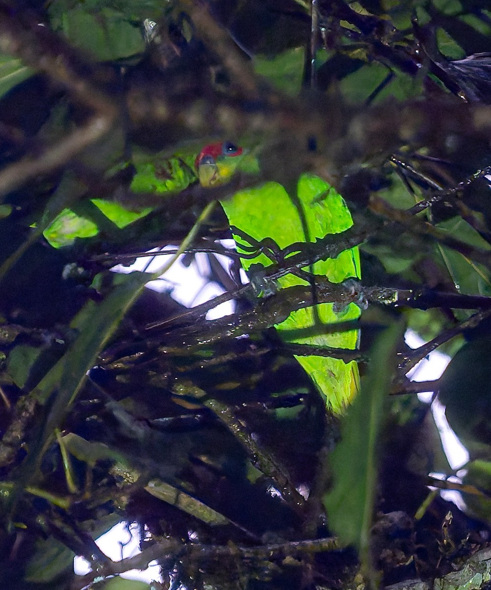 Red-fronted Parrotlet - ML650288754