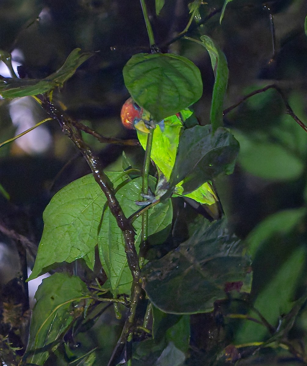 Red-fronted Parrotlet - ML650288755