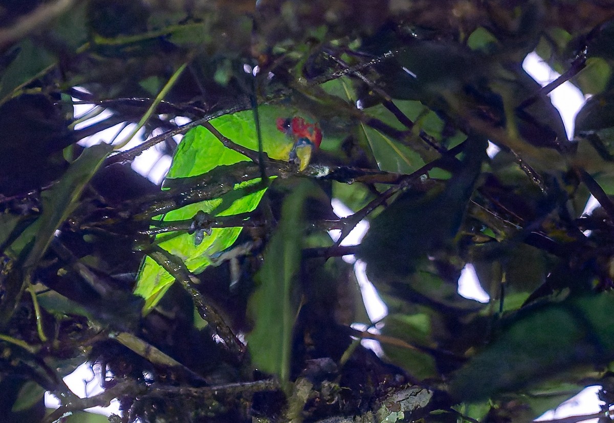 Red-fronted Parrotlet - ML650288756