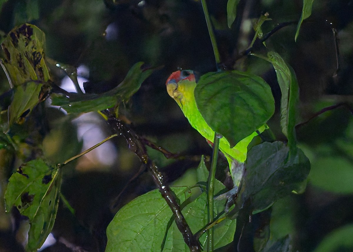 Red-fronted Parrotlet - ML650288757