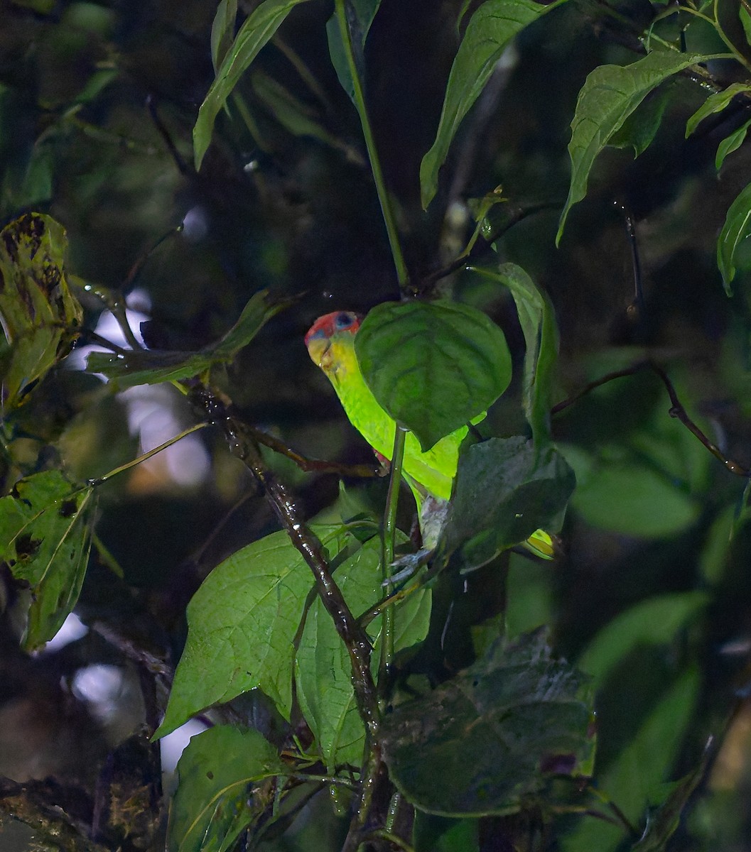 Red-fronted Parrotlet - ML650288758