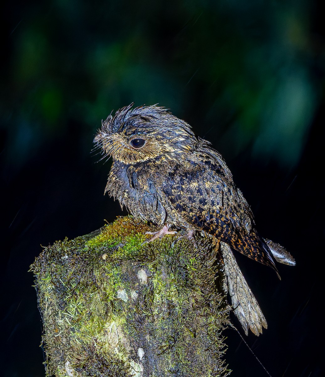 Chuck-will's-widow - ML650288811