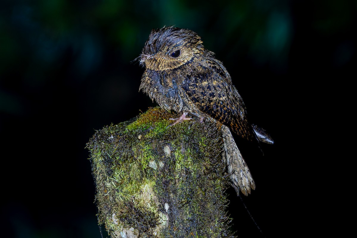 Chuck-will's-widow - ML650288812