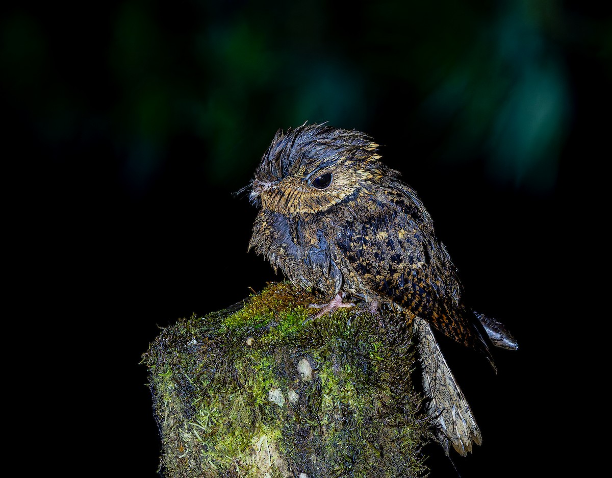 Chuck-will's-widow - ML650288813