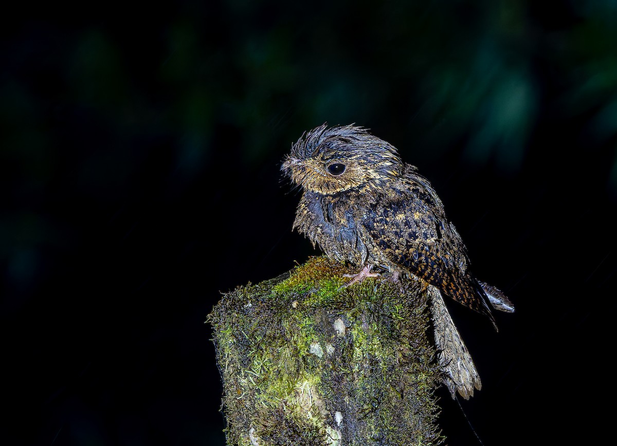 Chuck-will's-widow - ML650288814