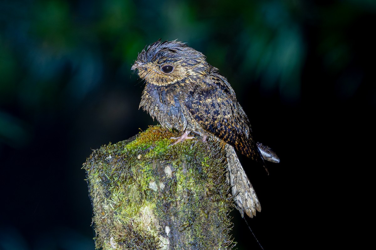 Chuck-will's-widow - ML650288815