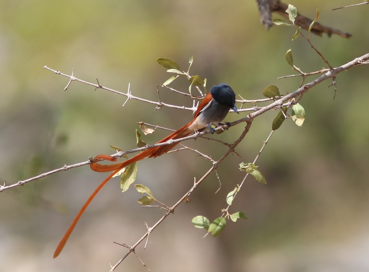 African Paradise-Flycatcher - ML650288825