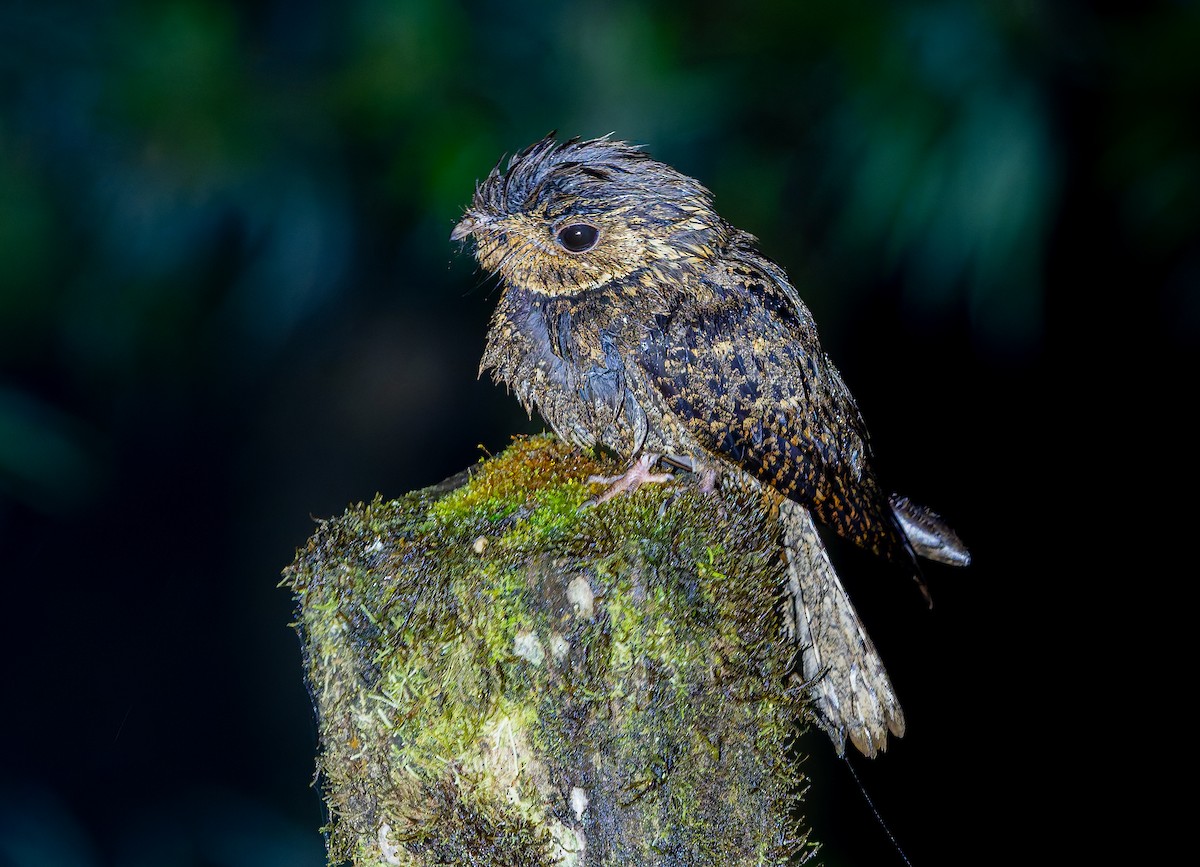 Chuck-will's-widow - ML650288827