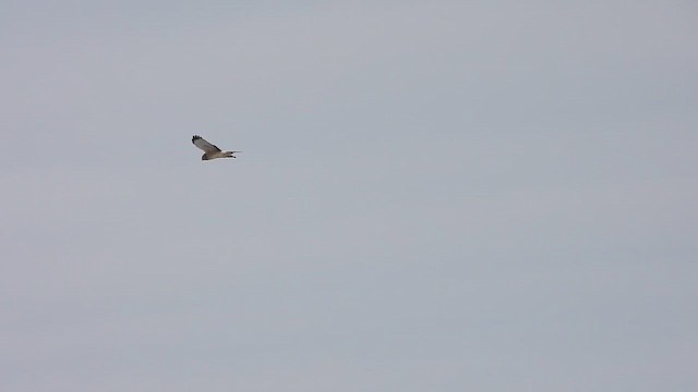 アメリカハイイロチュウヒ - ML650289102