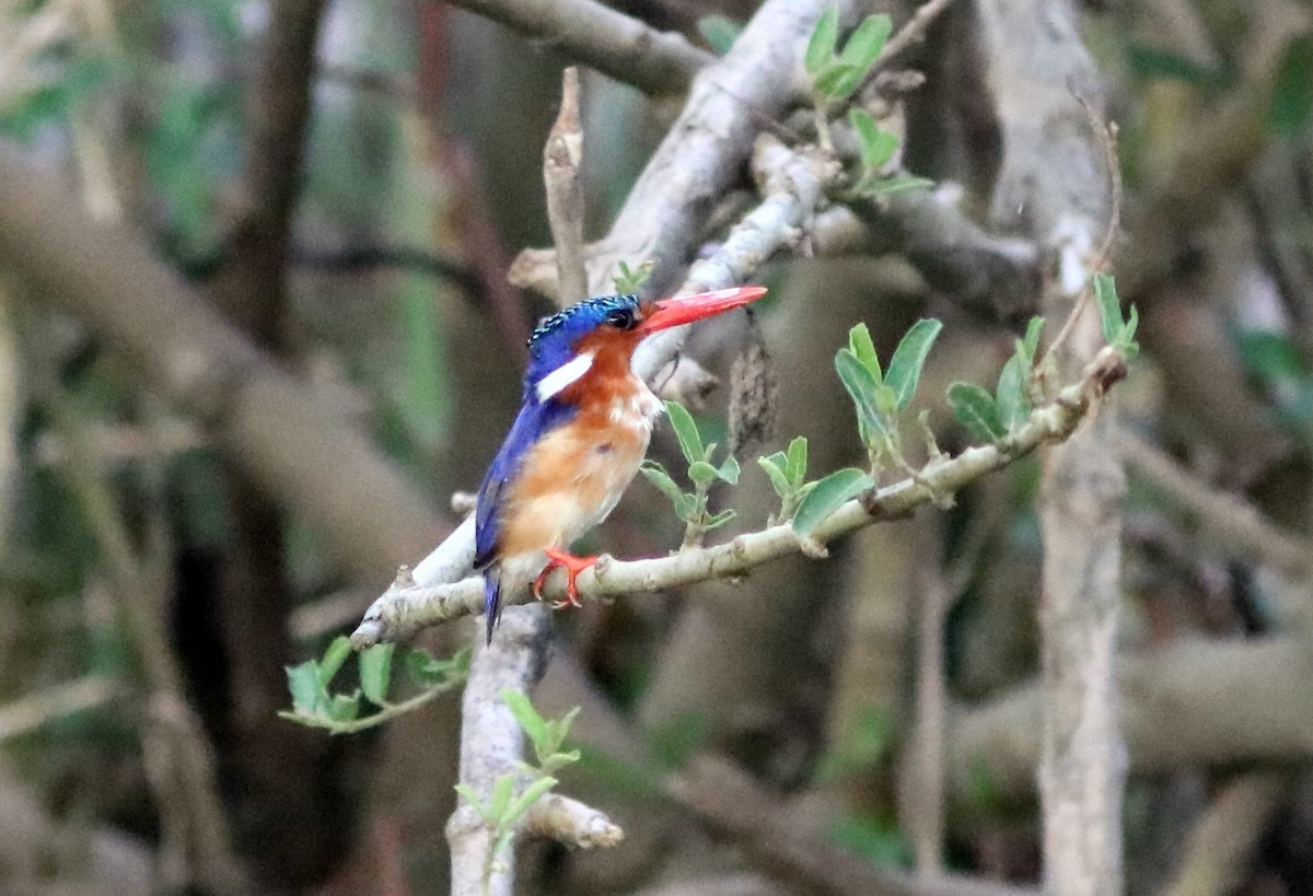 Malachite Kingfisher (Mainland) - ML650289192