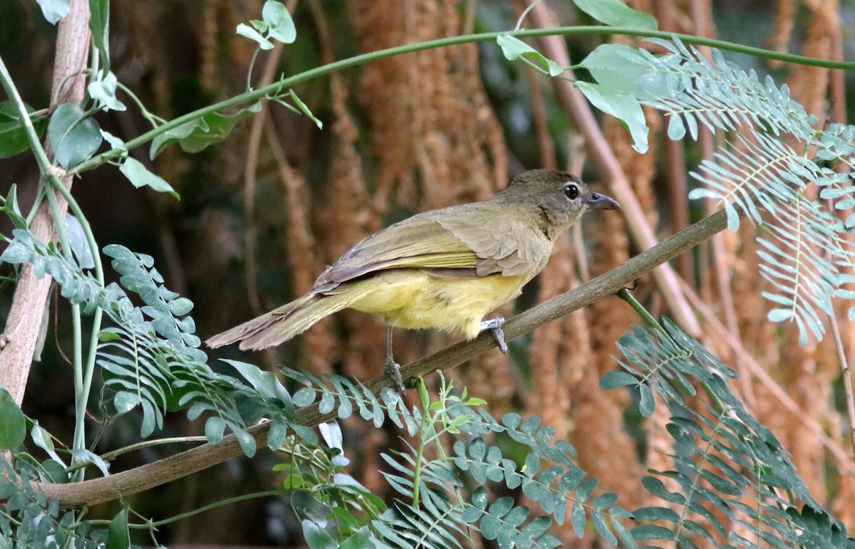 Yellow-bellied Greenbul - ML650289272