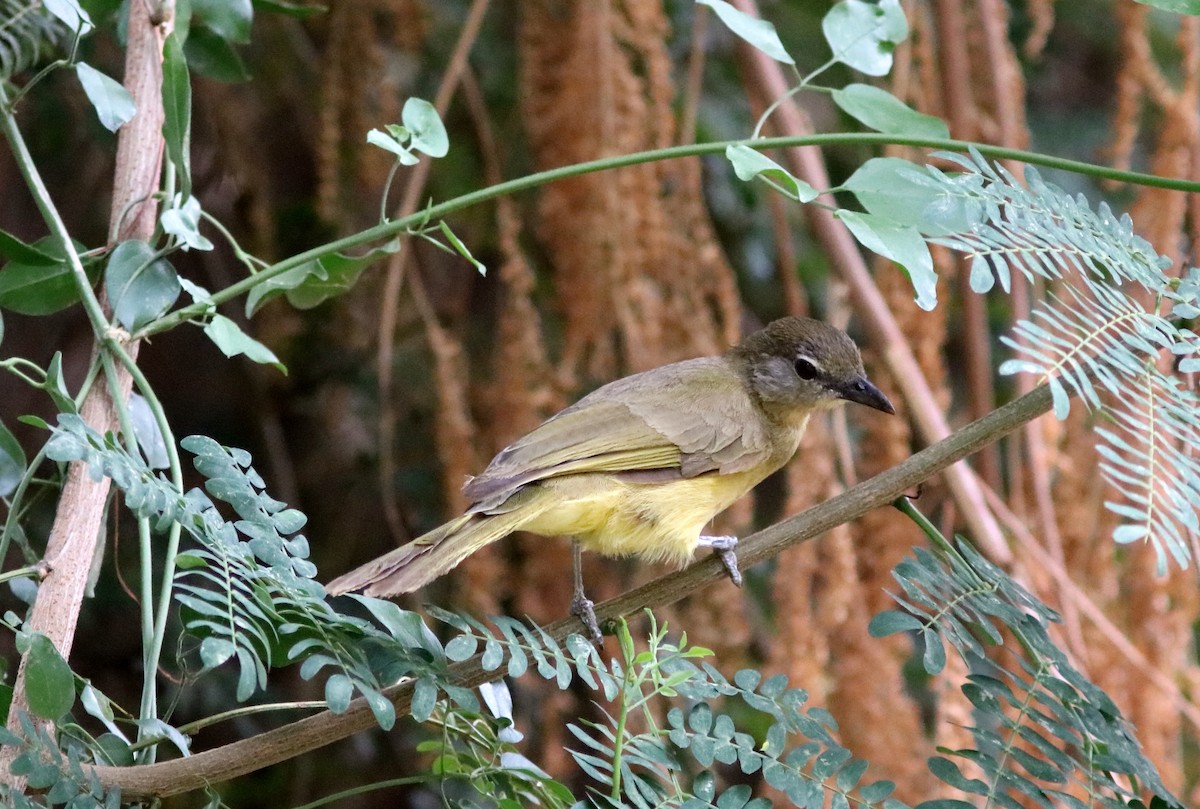 Yellow-bellied Greenbul - ML650289328