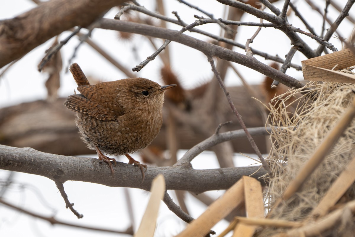 střízlík kanadský - ML650289441