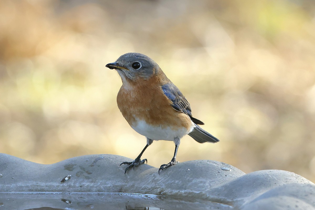 Doğulu Mavi Ardıç - ML650289555