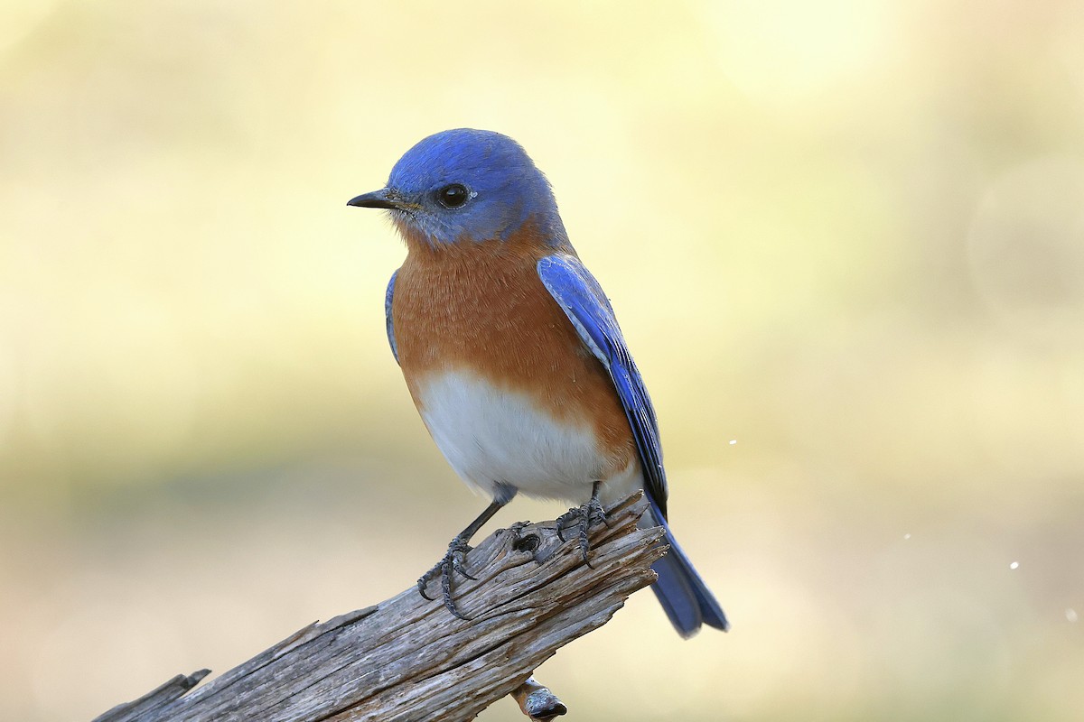 Doğulu Mavi Ardıç - ML650289556