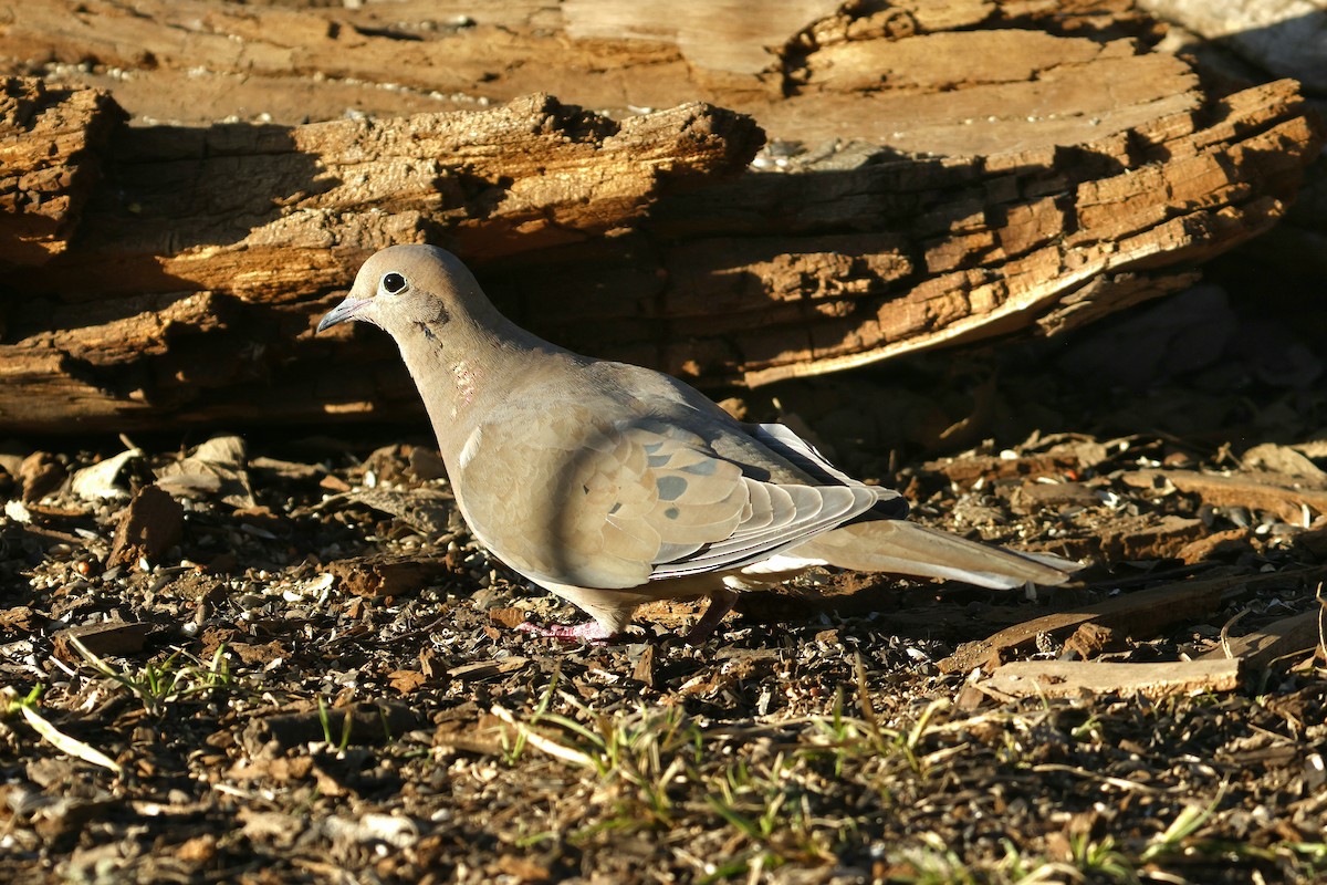 Uzun Kuyruklu Kumru - ML650289581