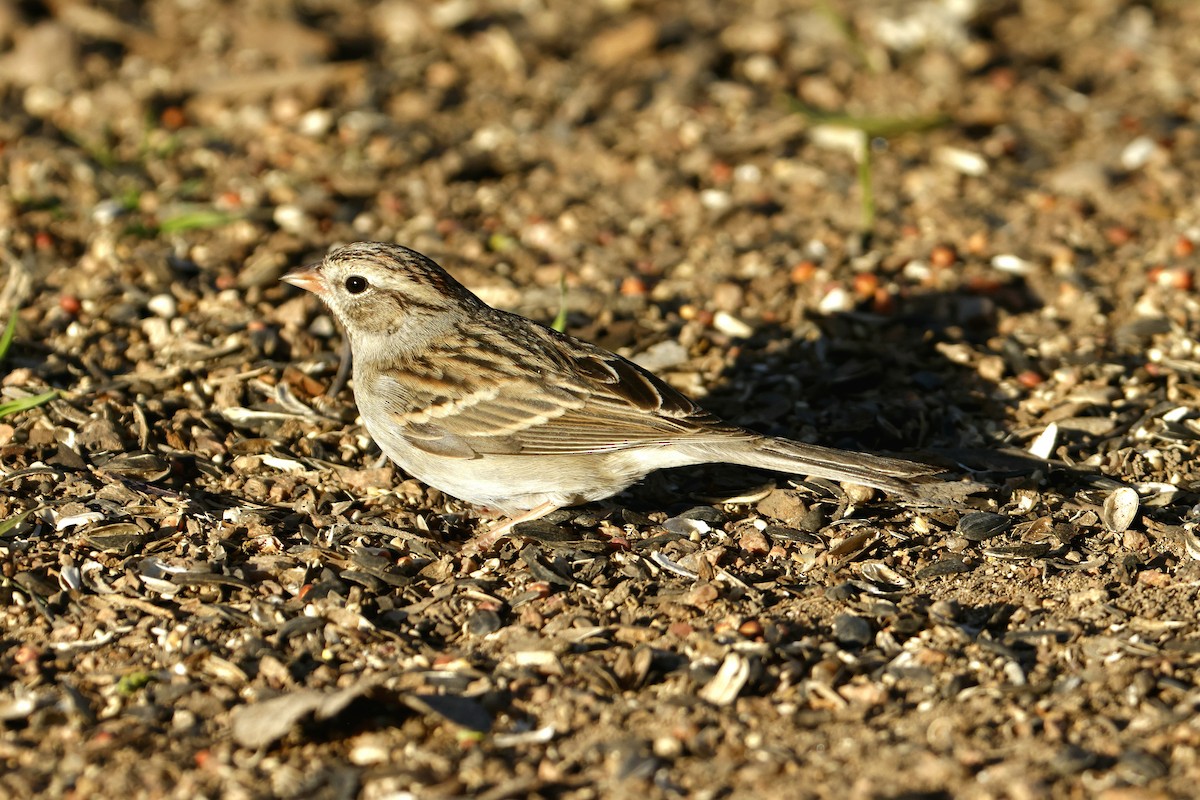 Cırcır Sesli Serçe - ML650289632