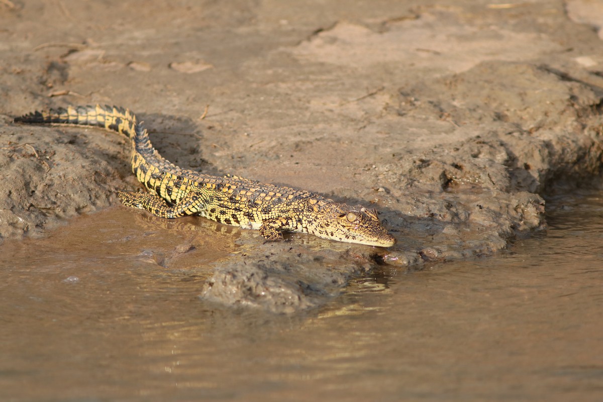 Nile Monitor - ML650289664