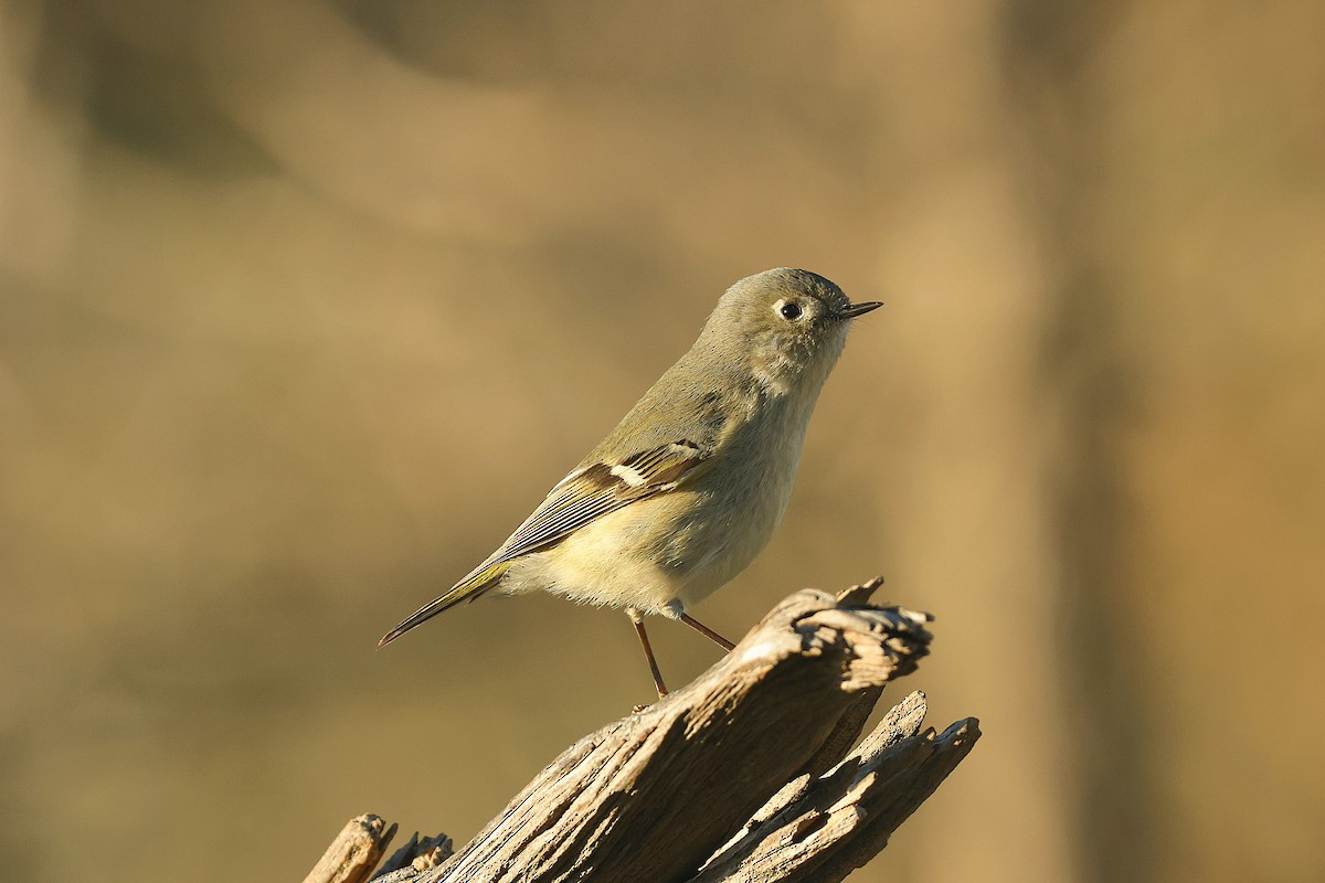 Gözlüklü Çalıkuşu - ML650289683