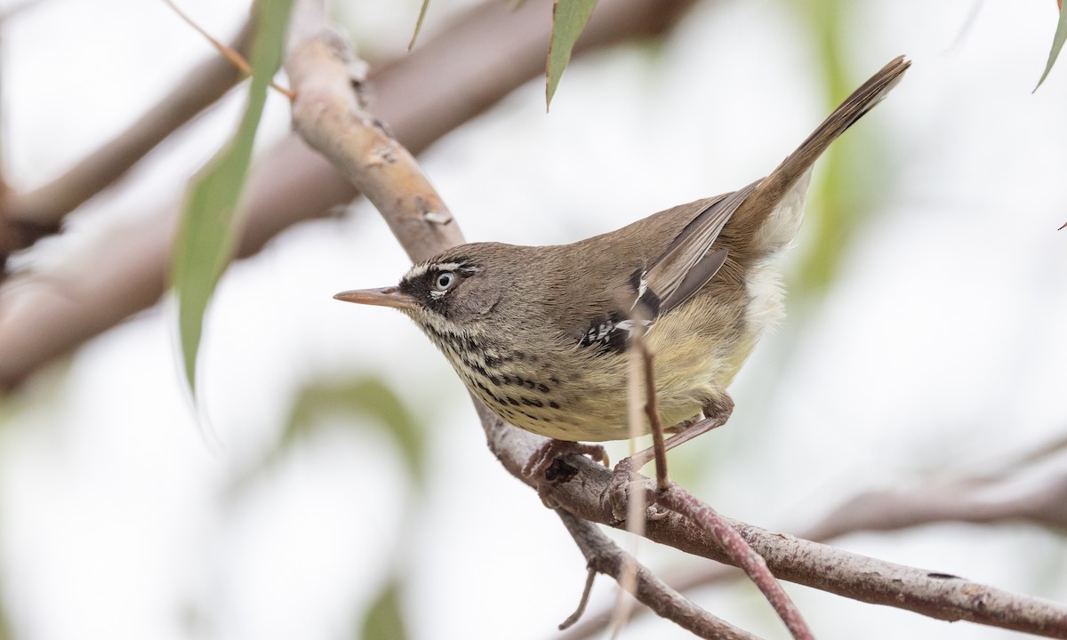 Spotted Scrubwren - ML650289803