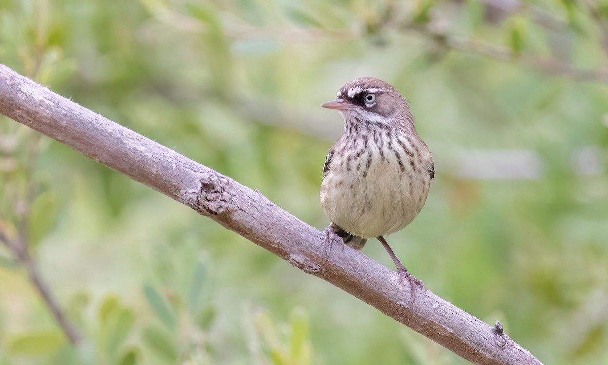Spotted Scrubwren - ML650289857