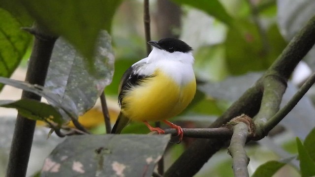 White-collared Manakin - ML650290314