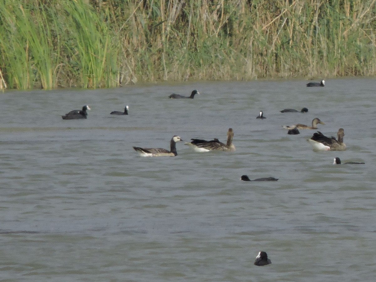 Barnacle Goose - ML65029071